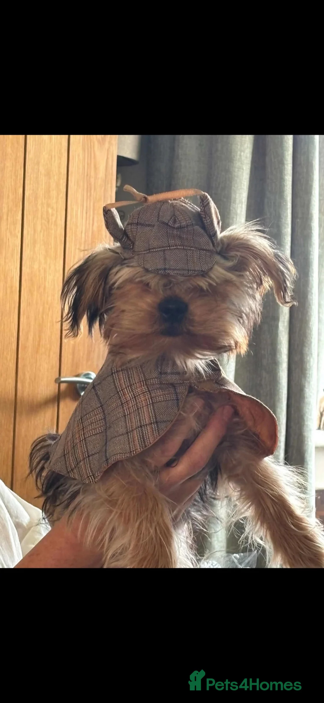 Shorkie dogs for sale: Teddy in Doncaster - Advert 5