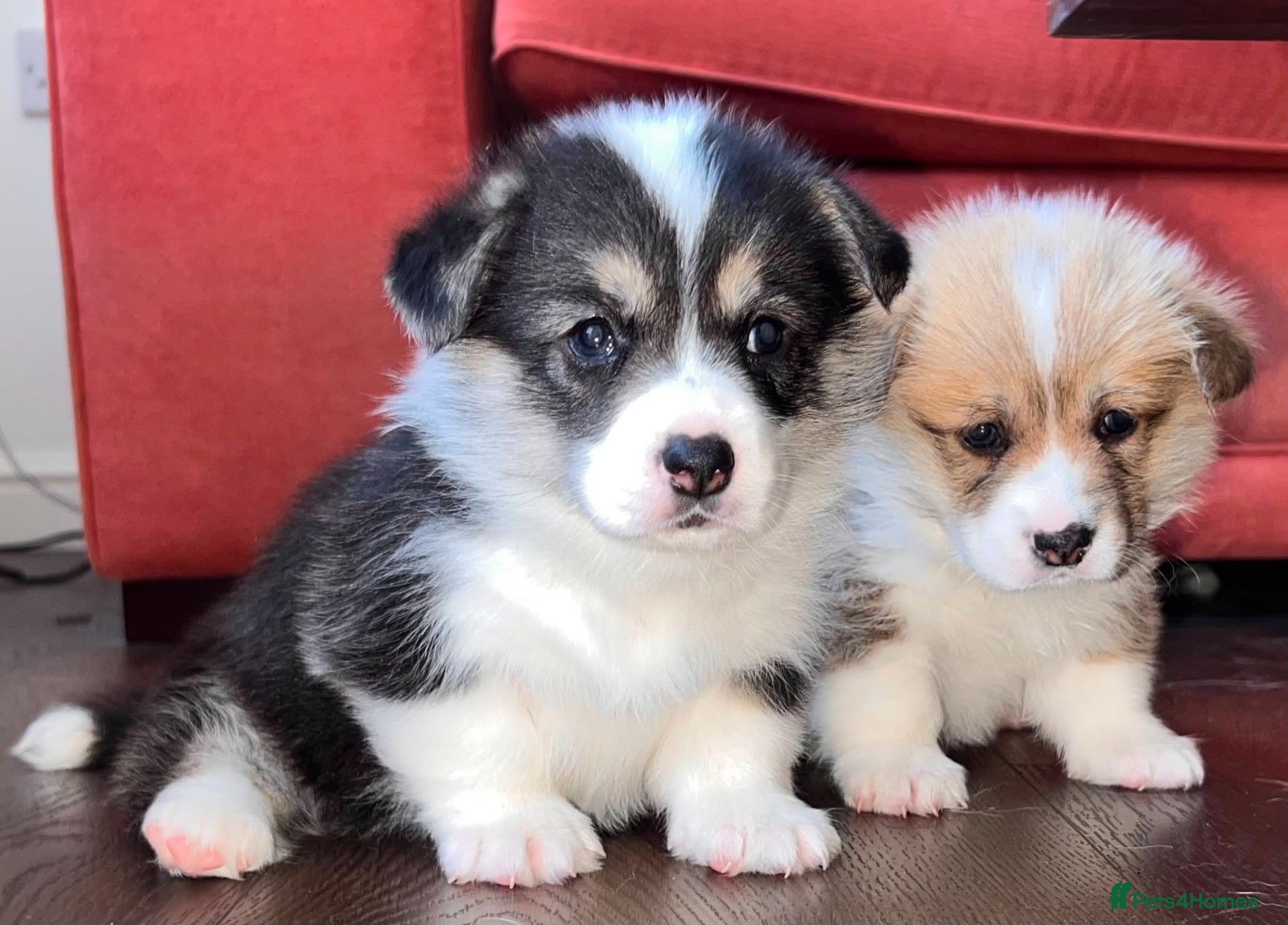 Welsh Corgi Pembroke dogs KC Registered Welsh Corgi (Pembroke) - Advert 5