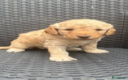 Labradoodle dogs for sale: F1b Miniature Labradoodles  - Image 8