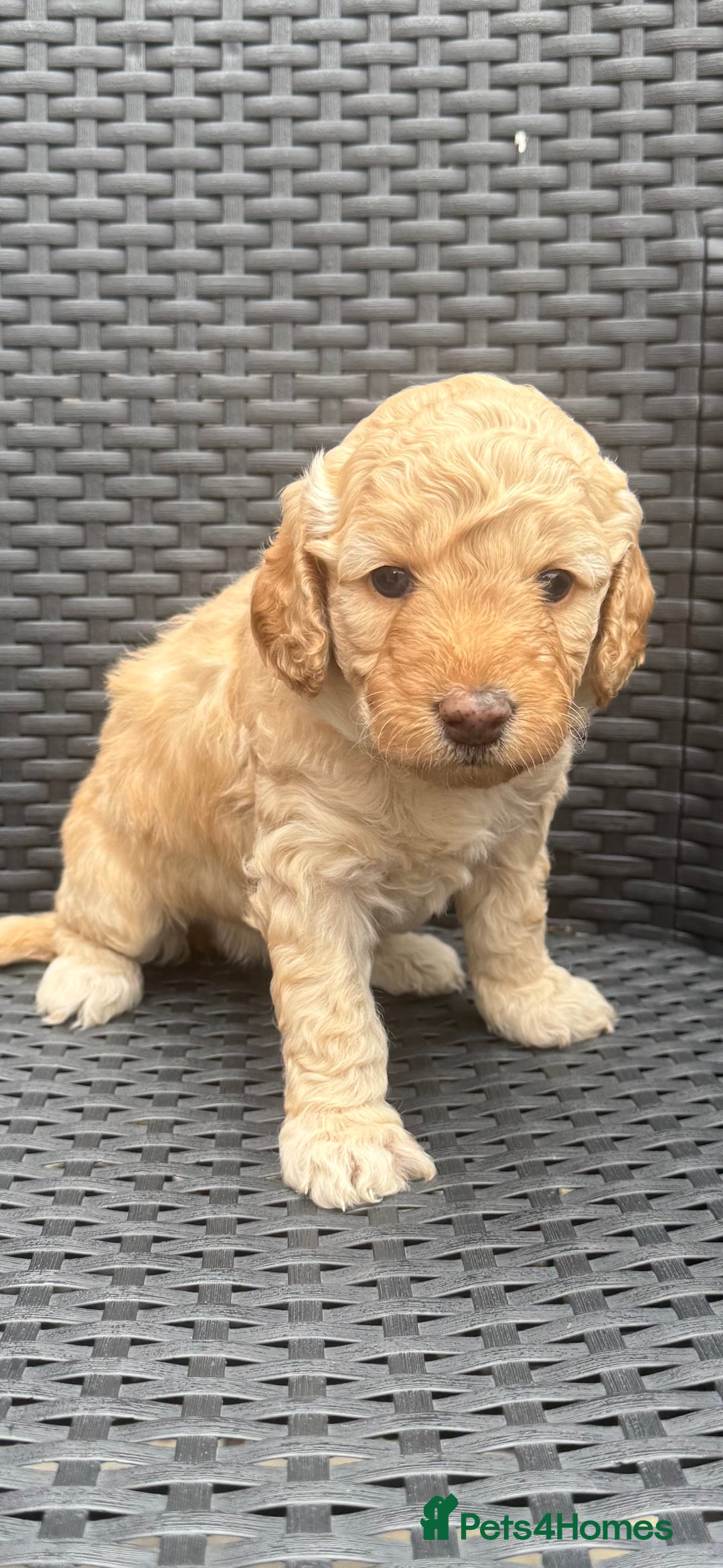 Labradoodle dogs for sale: F1b Miniature Labradoodles  - Image 8