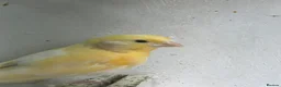 Canaries birds for sale: 5 young aviary bred canaries for sale - Advert 4