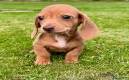 Miniature Dachshund dogs for sale: Red long haired shaded red  - Image 14