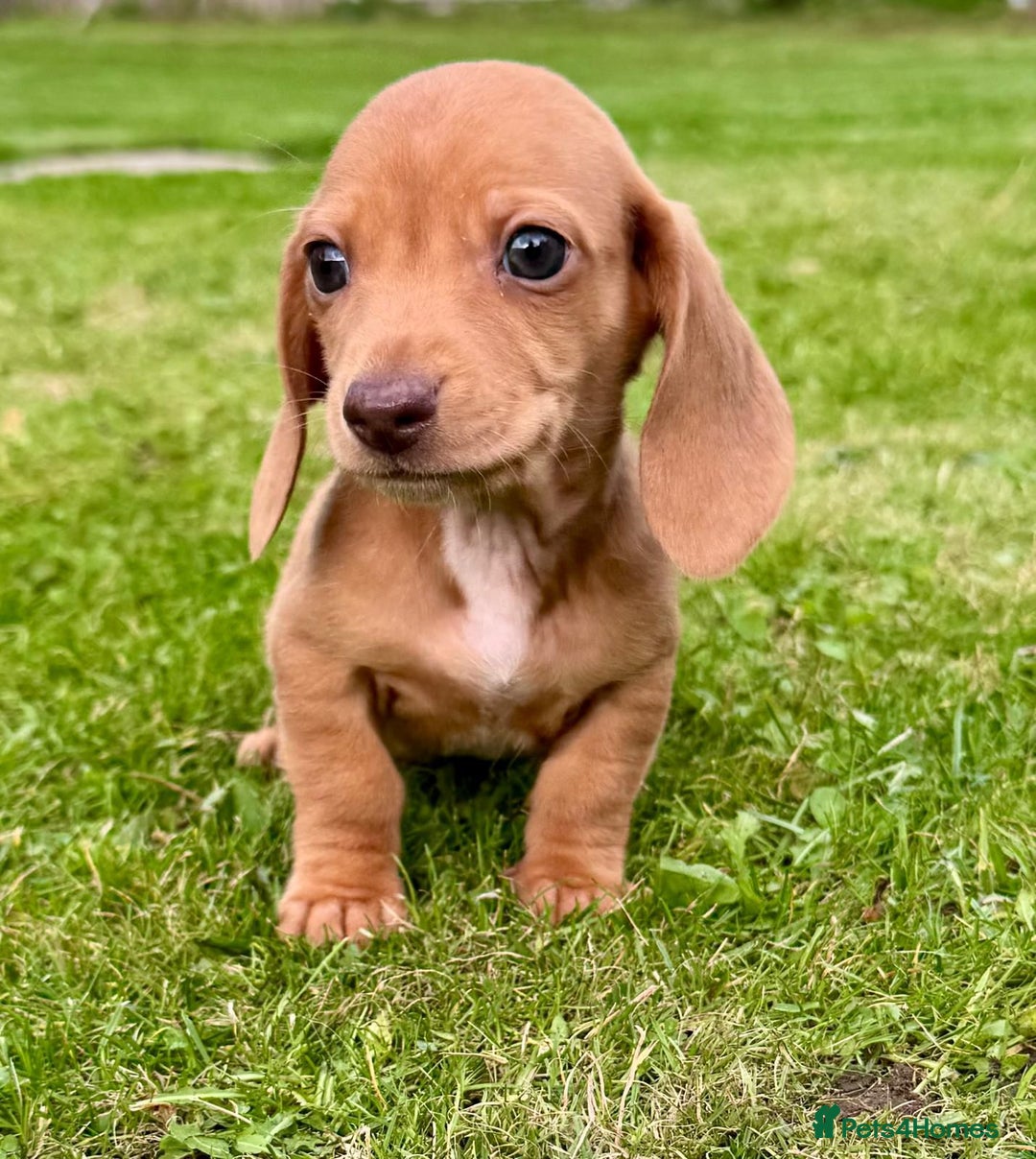Miniature Dachshund dogs for sale: Red long haired shaded red  - Image 14