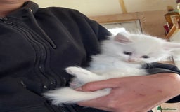 Maine Coon cats for sale: Angora x main coon kittens - Image 4