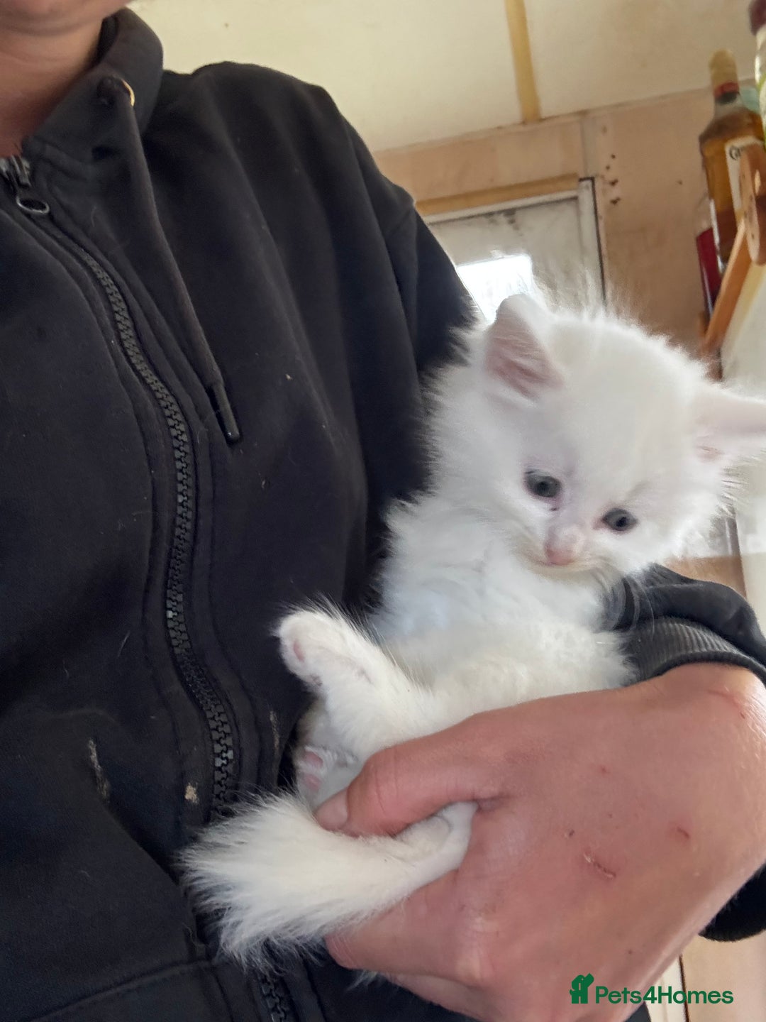 Maine Coon cats for sale: Angora x main coon kittens - Image 4