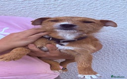 Jack Russell dogs for sale: Jack Russell puppies - Image 8