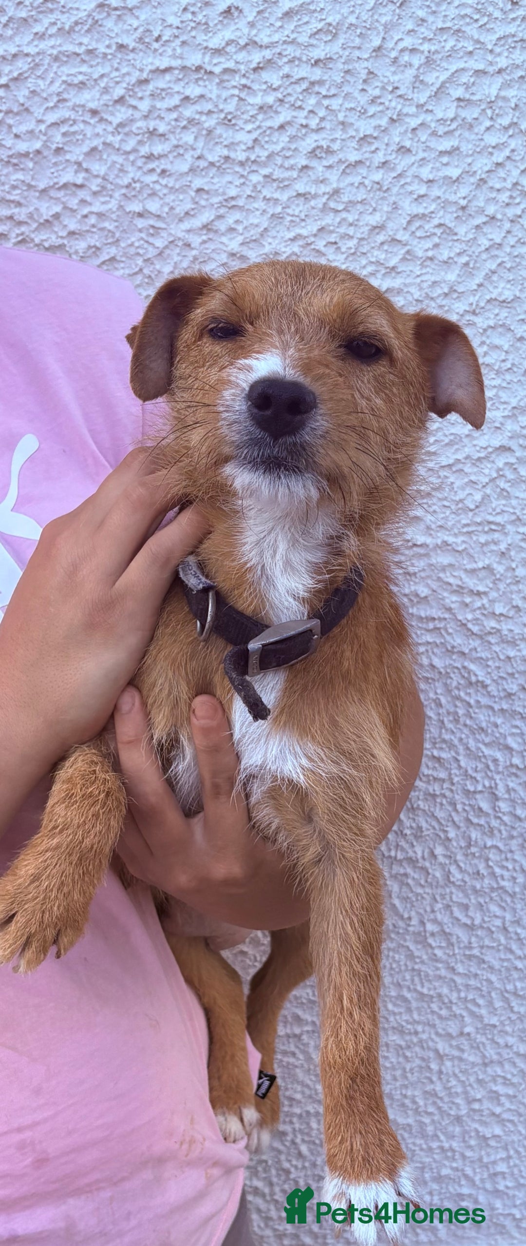 Jack Russell dogs for sale: Jack Russell puppies - Image 8