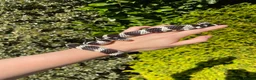 King Snake reptiles for sale: California King Snake - Advert 6