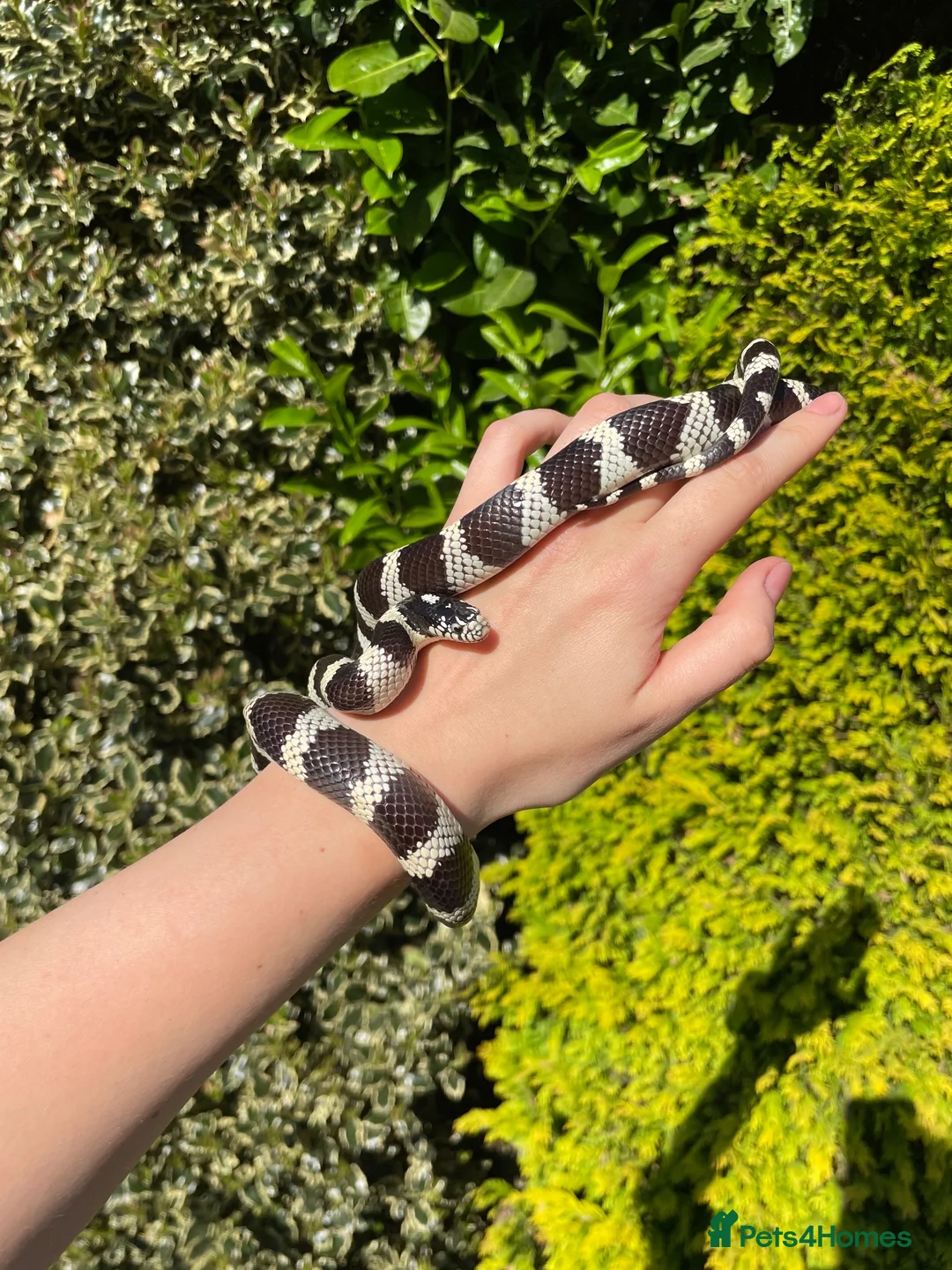 King Snake reptiles for sale: California King Snake - Advert 6