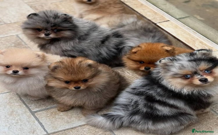 Pomeranian dogs - Advert 3