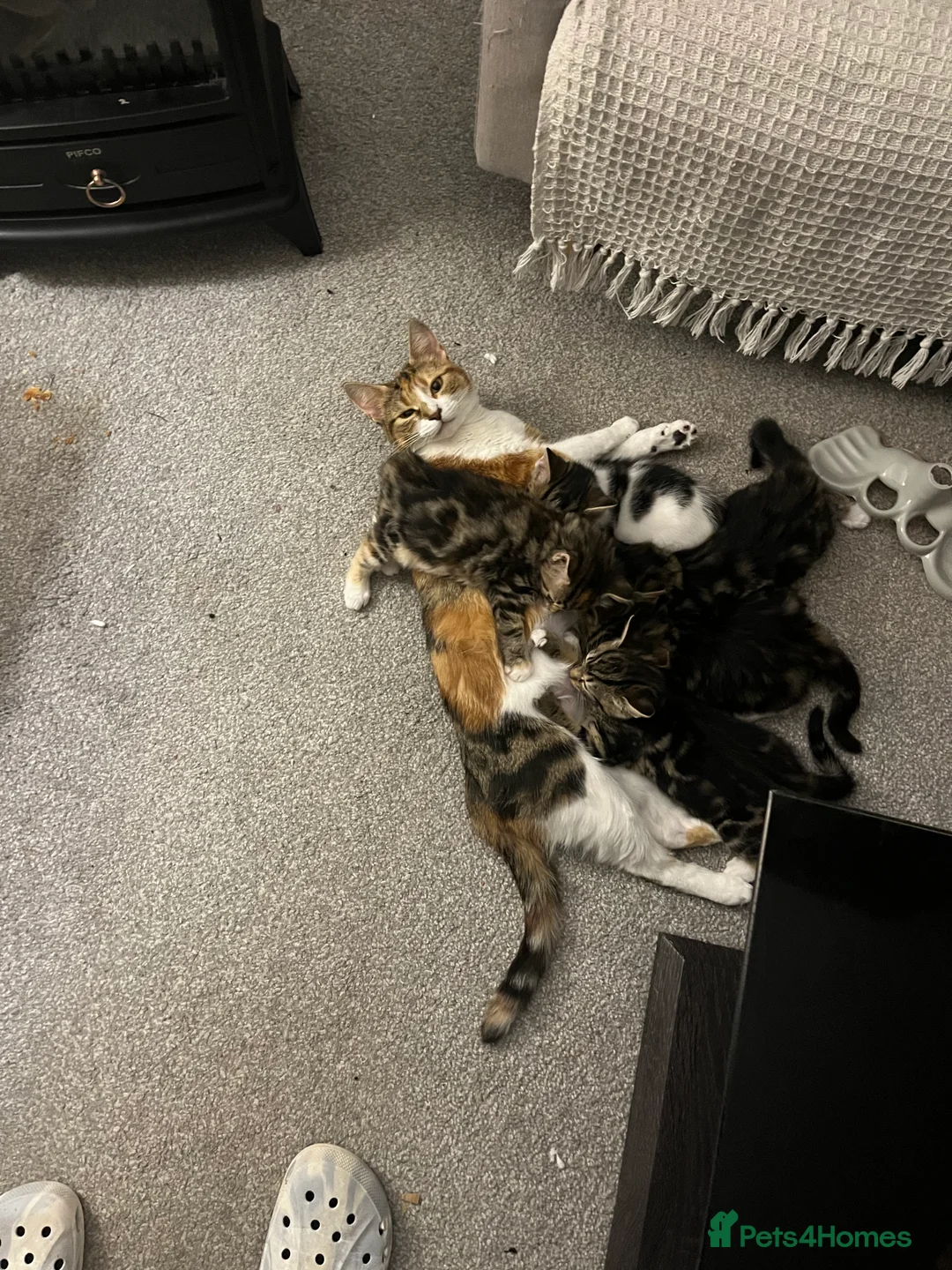 Mixed Breed cats for sale: Kittens for sale  - Advert 2