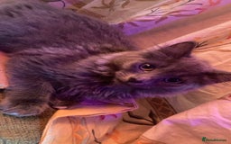 British Longhair cats for sale: British Longhair + Turkish Angora  - Image 3