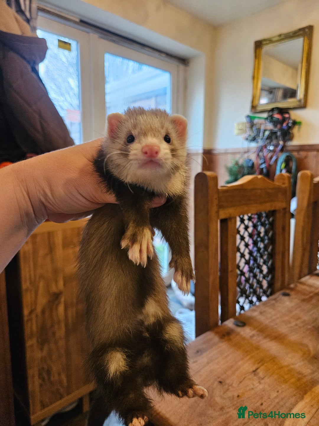 Ferret rodents for sale: Small hob ferret tame  - Advert 6