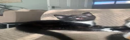 Mixed Breed cats for sale: 3x beautiful kittens in Plymouth - Advert 4