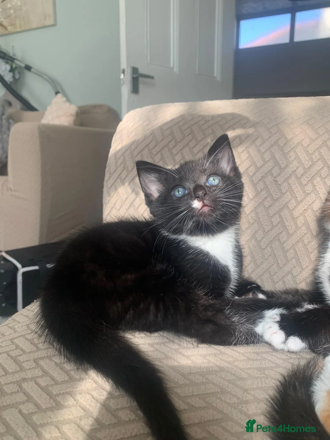 Mixed Breed cats for sale: 3x beautiful kittens in Plymouth - Advert 4