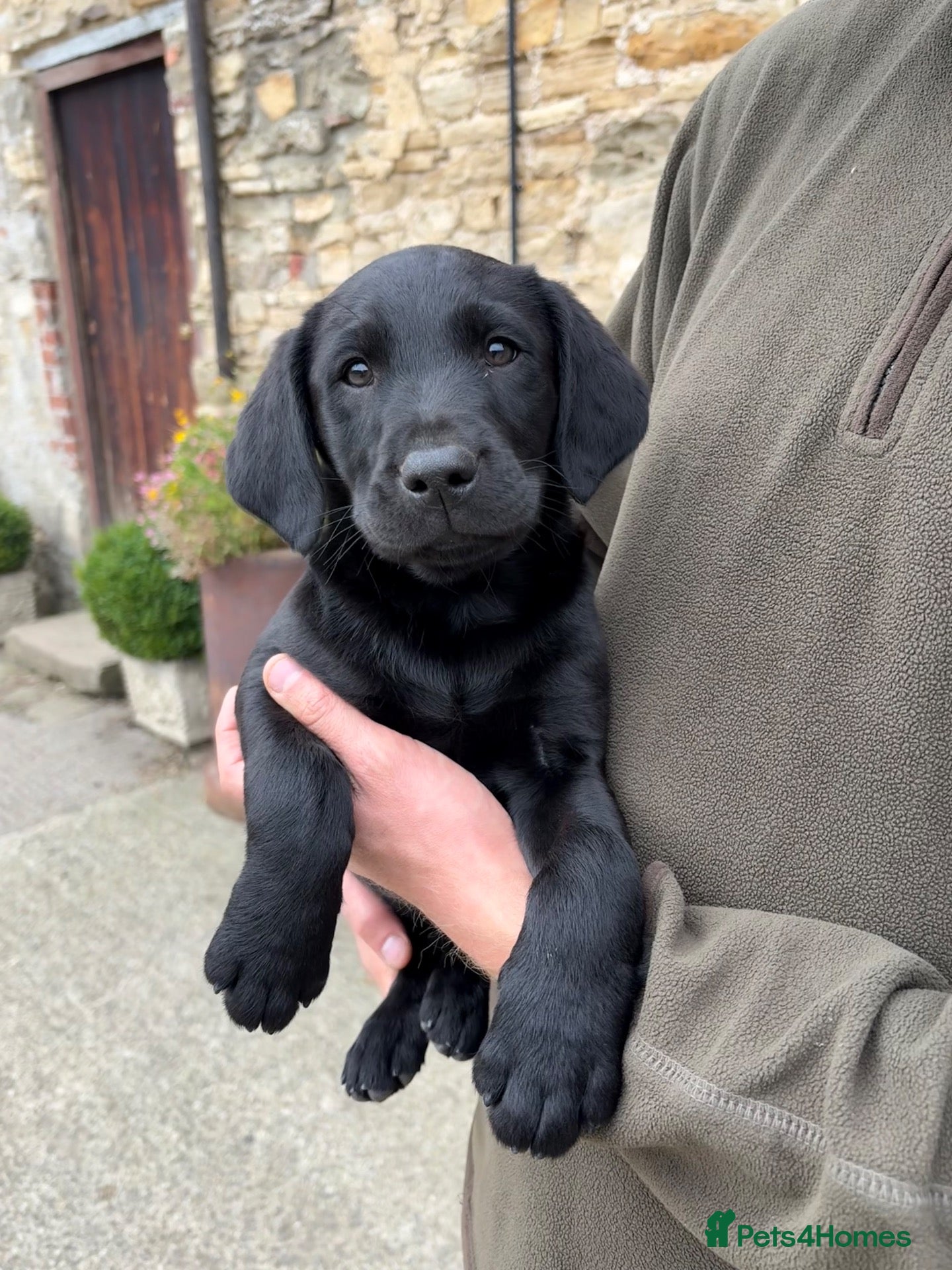 Labrador Retriever dogs Black & Fox Red KC Labradors - Advert 2