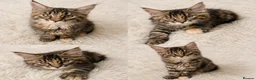 Maine Coon cats for sale: ⭐️Stunning Brown Torbie White Tabby Maine Coon - Advert 5
