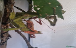 Stick Insects invertebrates for sale:  Rare lichen Macleay's stick insect eggs. - Image 5