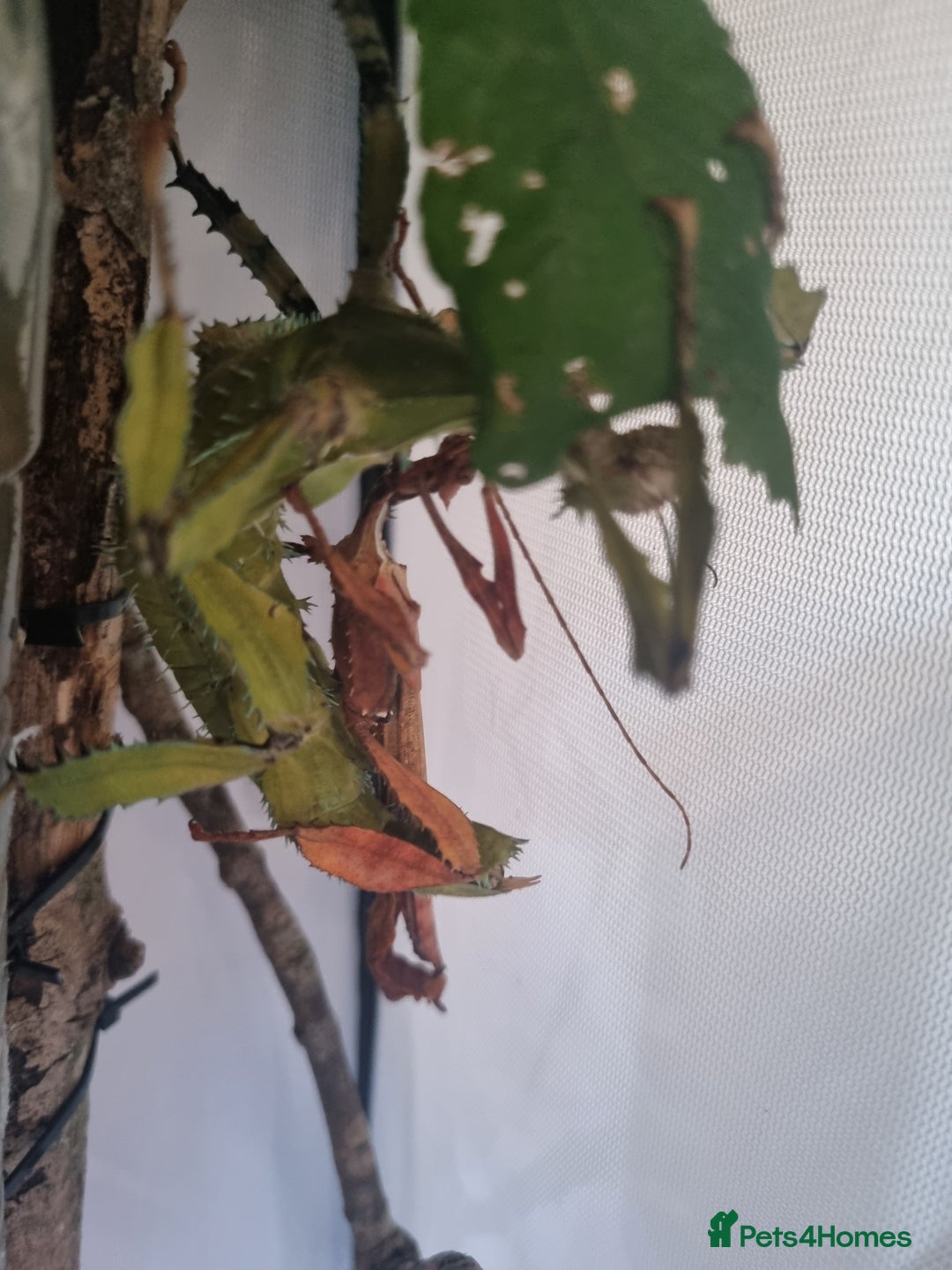 Stick Insects invertebrates for sale:  Rare lichen Macleay's stick insect eggs. - Image 5