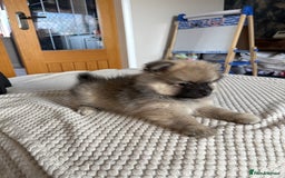 Pomeranian dogs for sale: Pomeranian Puppies, LAST BOY AVAILABLE!  - Image 13