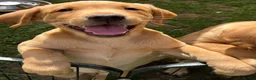 Labrador Retriever dogs for sale: Pedigree Labrador Boy Puppy LAST ONE! - Advert 3