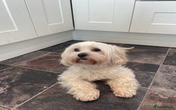 Malshi dogs for sale: Korean Maltese x shitzu puppies  - Image 3