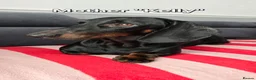 Dachshund dogs for sale: KC Standard Long Haired & Smooth Dachshund Puppies - Advert 2