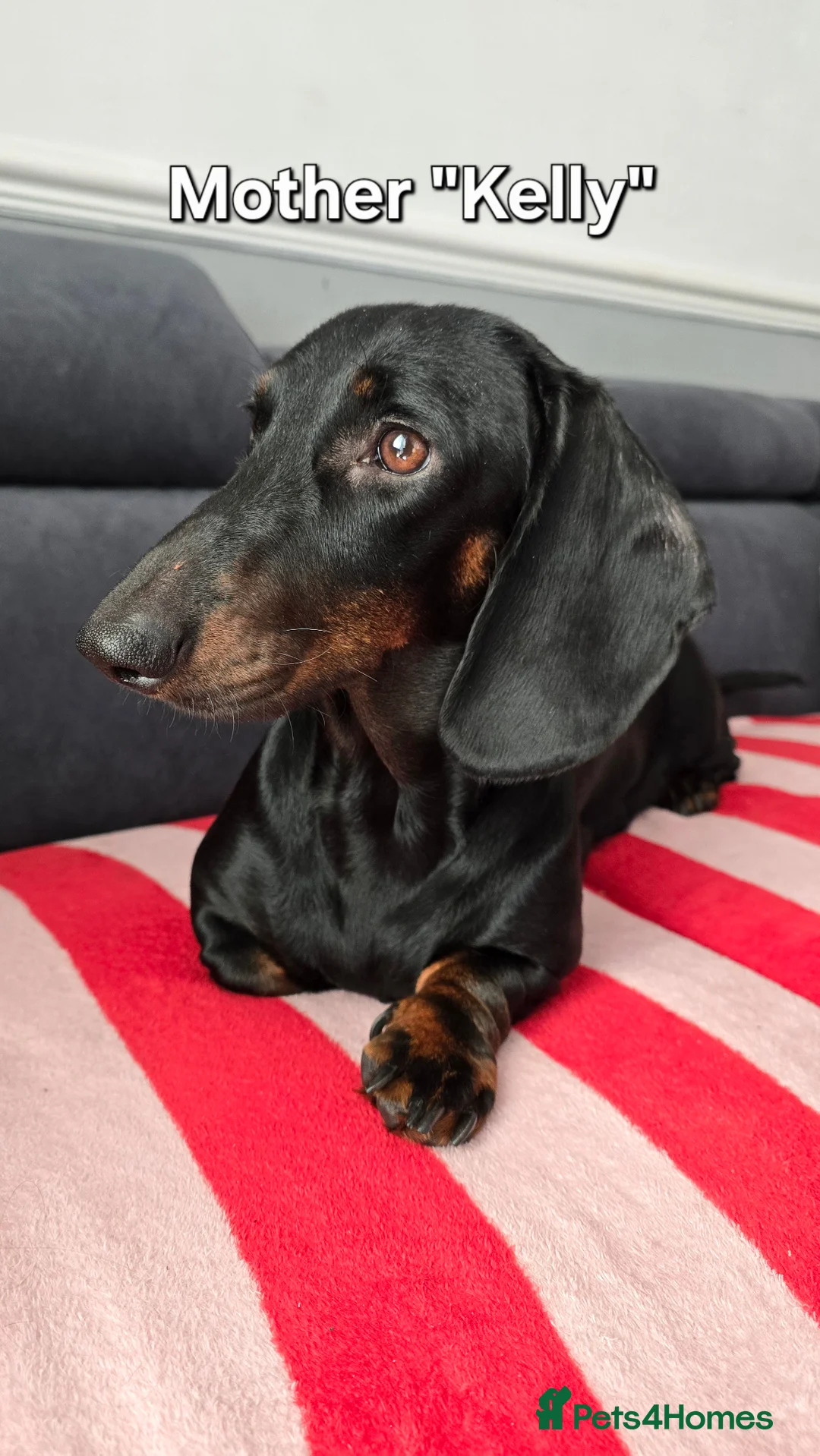 Dachshund dogs for sale: KC Standard Long Haired & Smooth Dachshund Puppies - Advert 2