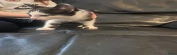 Mixed Breed cats for sale: Kittens  - Advert 6