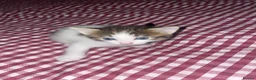 Siberian cats for sale: 3 Siberian Kittens  - Advert 10