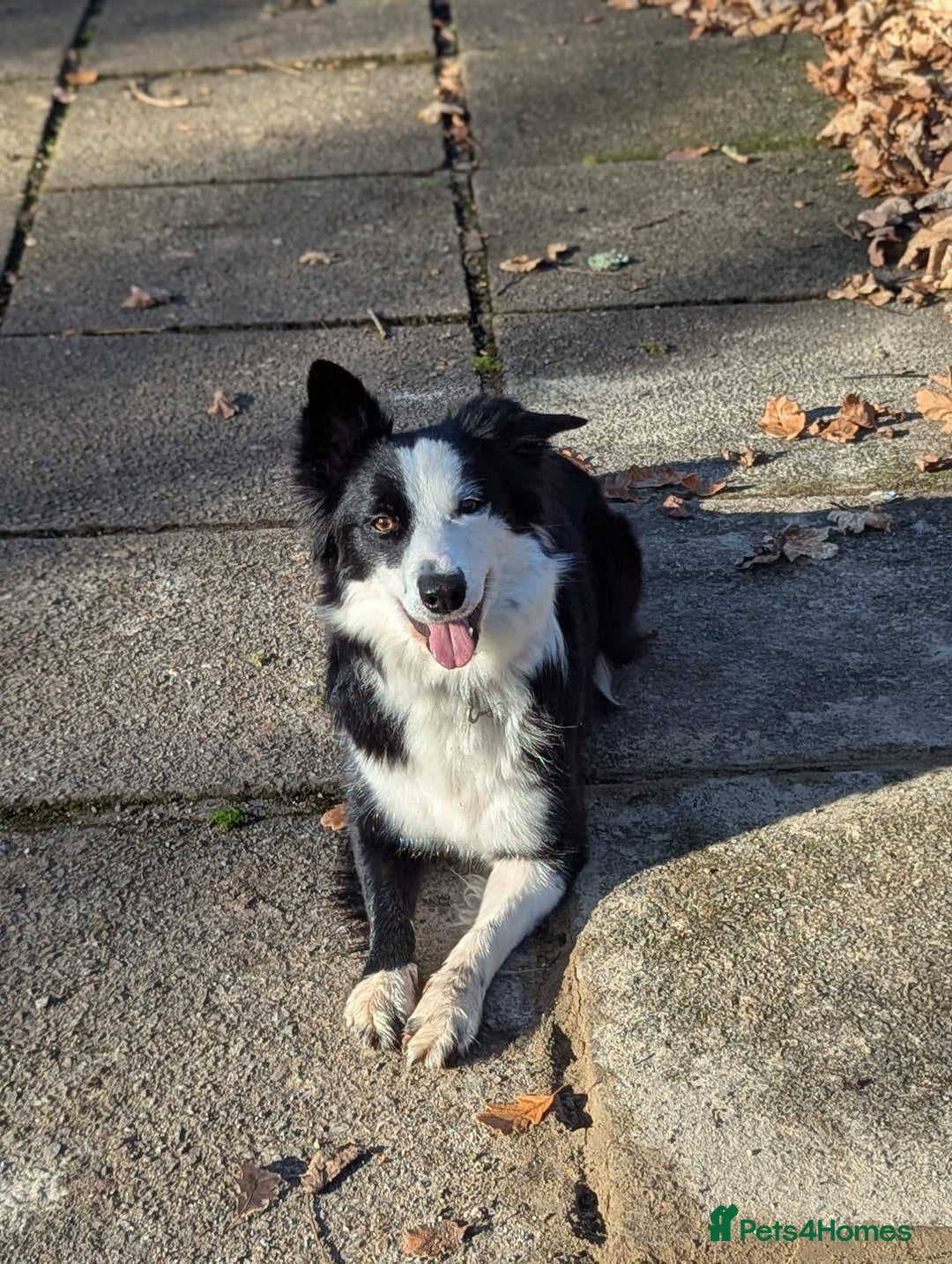 Border Collie dogs for sale: ISDS&KC REGISTERED BORDER COLLIE /MERLE PUPS  - Advert 6