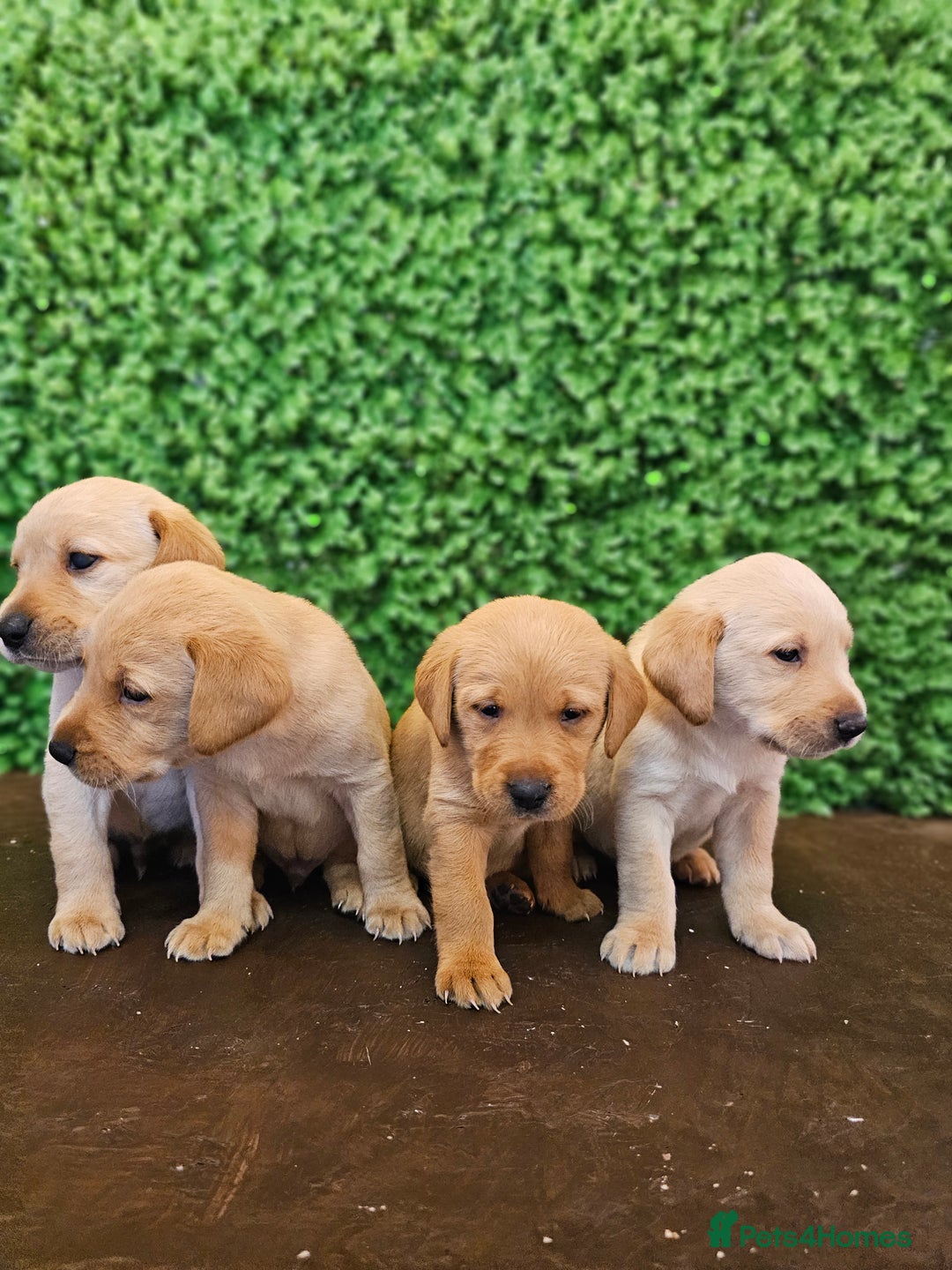Labrador Retriever dogs for sale: 🐾Beautiful Labrador Pups–Ready for Loving Homes🐾 - Image 4