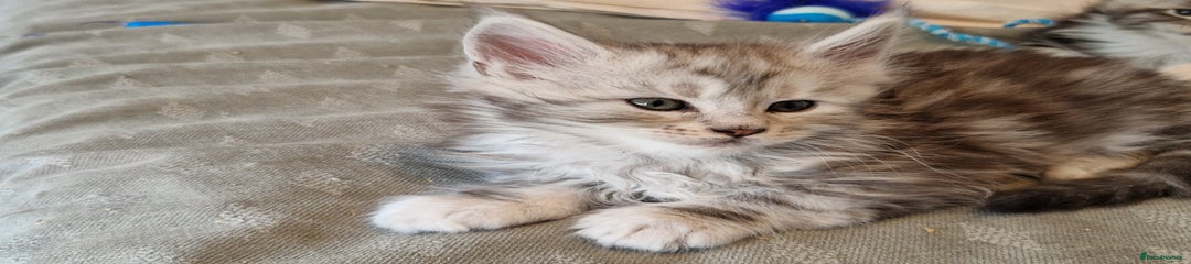 Maine Coon Kitten 4