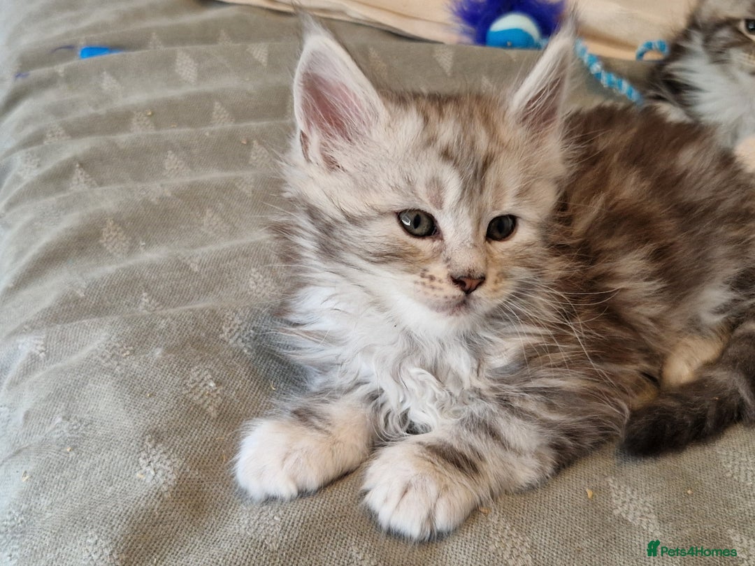 Maine Coon cats for sale: Stunning maine coon kittens - Image 10