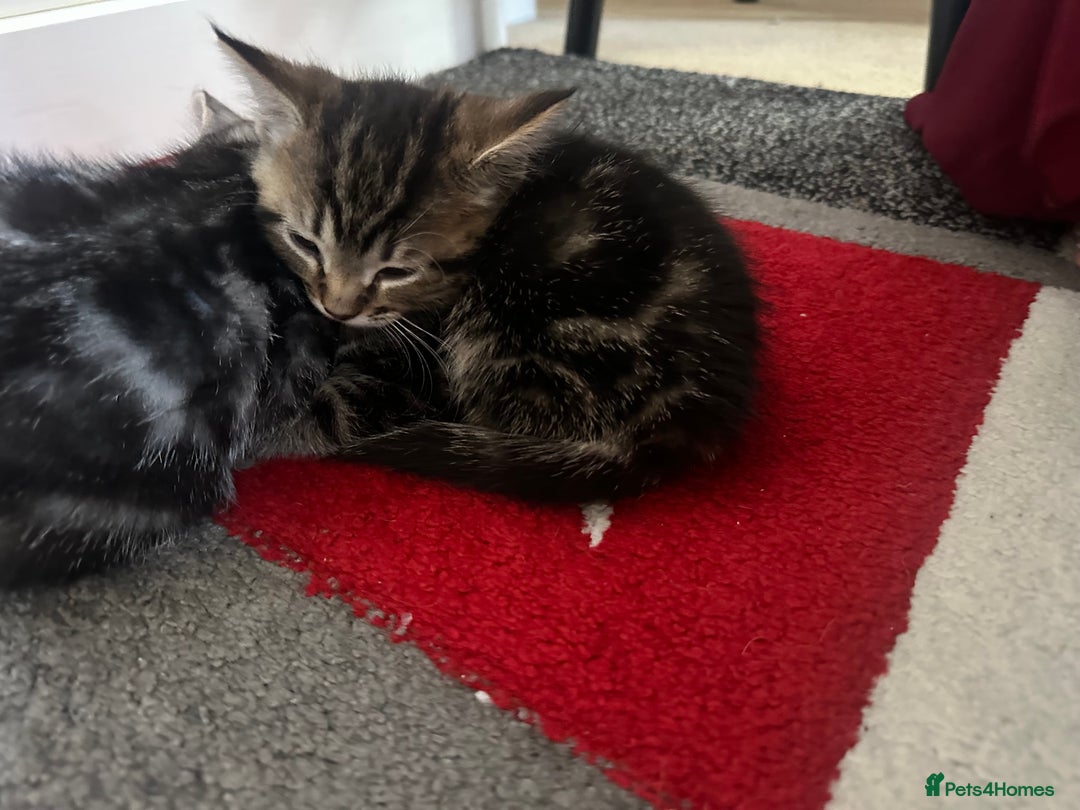 Mixed Breed cats for sale: Cute baby kittens looking for a new home - Image 7
