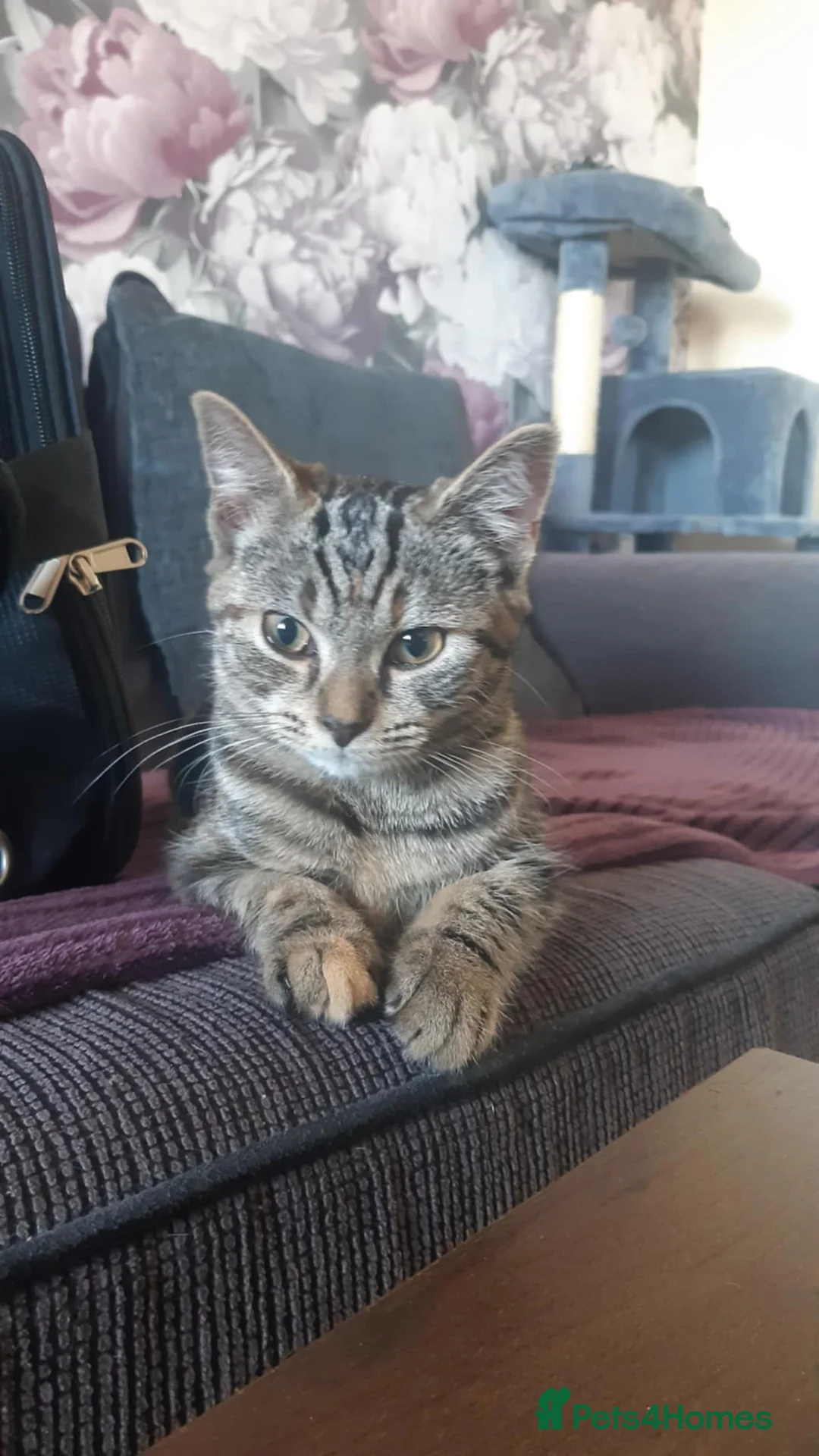 Mixed Breed cats for sale: Mollie - Advert 6