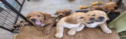 Labradoodle dogs for sale: Miniature Red Labradoodles - Advert 9