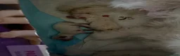 Bichon Frise dogs for sale: Bichon Puppies  - Advert 13