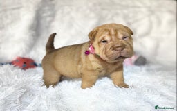 Shar Pei dogs for sale: ⭐️Quality Shar pei puppies for sale⭐️ - Image 12