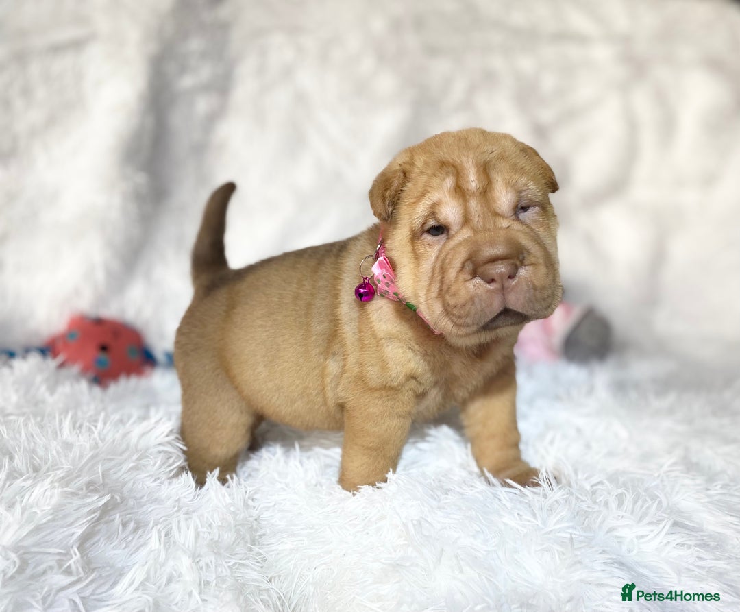 Shar Pei dogs for sale: ⭐️Quality Shar pei puppies for sale⭐️ - Image 12