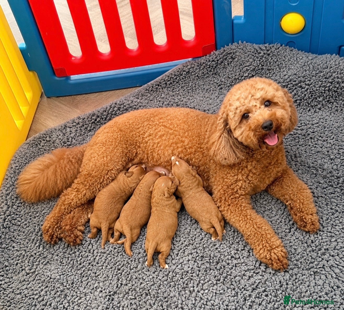 Cavapoo dogs Fox Red F1 Cavapoo’s  - Advert 1