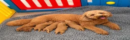 Cavapoo dogs for sale: Fox Red F1 Cavapoo’s - Advert 21