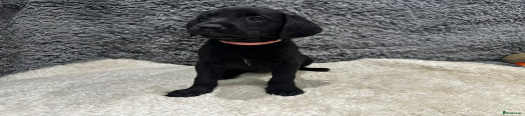 Labrador Retriever Puppy 3