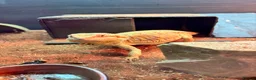 Bearded Dragon reptiles for sale: Male citrus red leather back with maxi viv - Advert 5