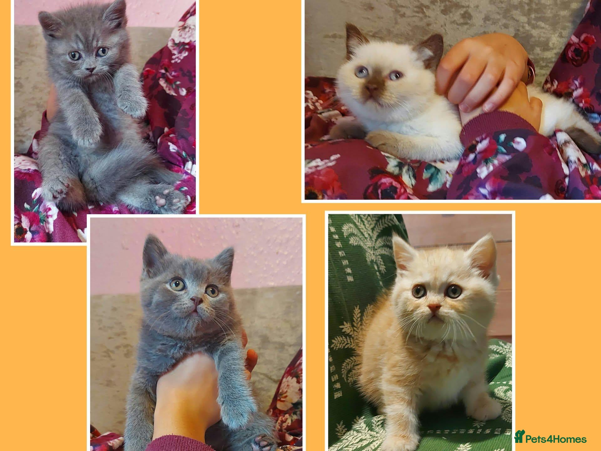 British Shorthair cats Ready now Variety of colours kittens Bradford  - Advert 24