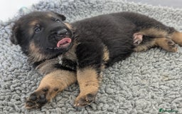 German Shepherd dogs for sale: KC Health Tested Pups From Champion Lines 🏆 - Image 10