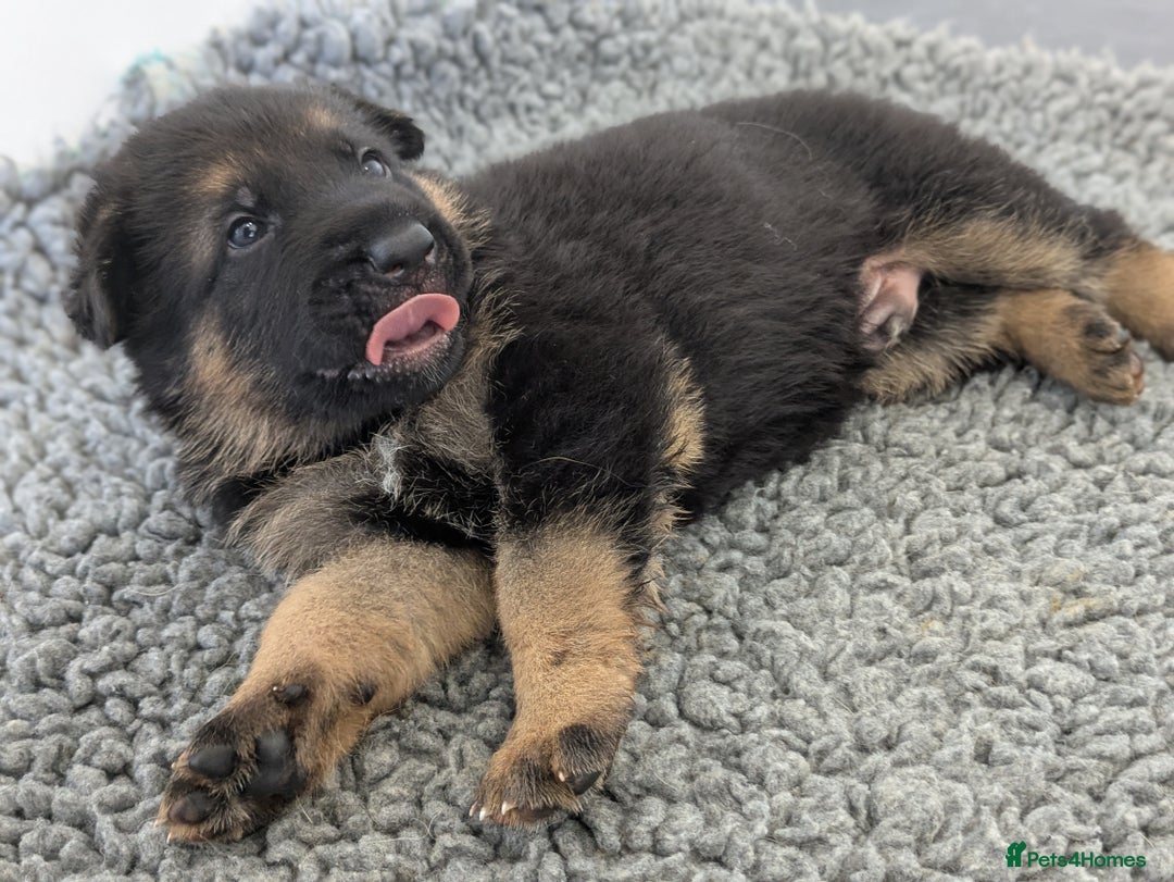 German Shepherd dogs for sale: KC Health Tested Pups From Champion Lines 🏆 - Image 10