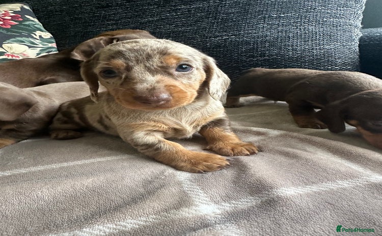 Miniature Dachshund dogs - Advert 15