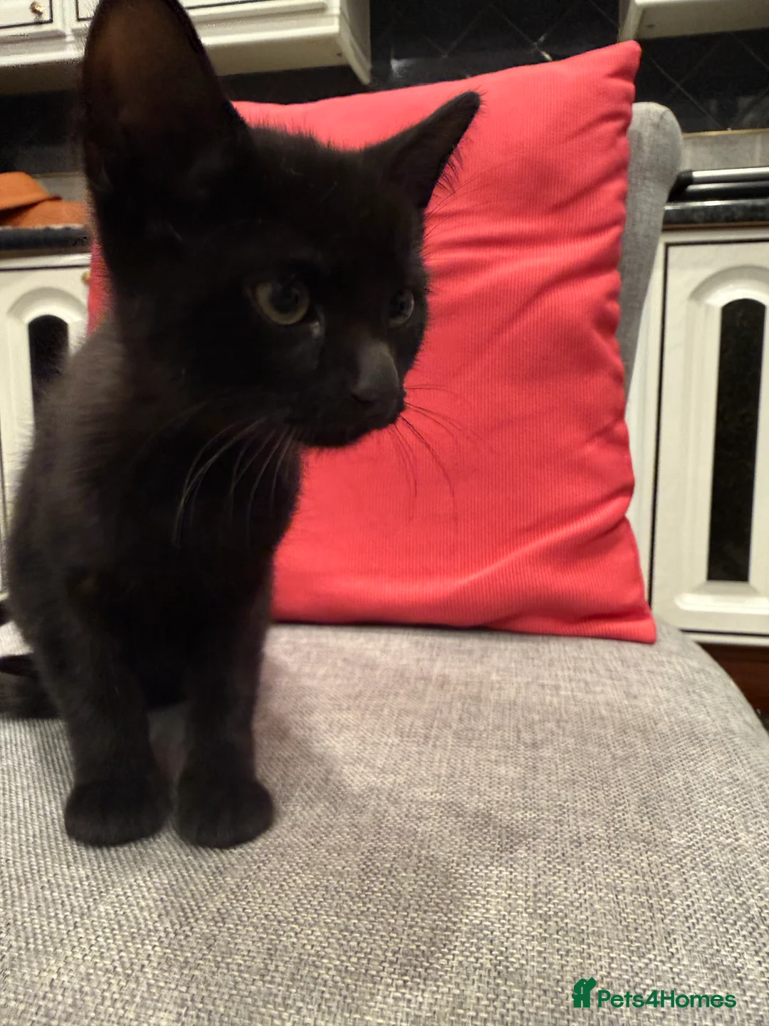 Mixed Breed cats for sale: Kittens ready today 😻 - Advert 4