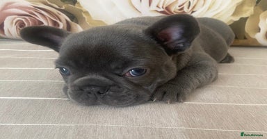 French Bulldog dogs - Advert 10